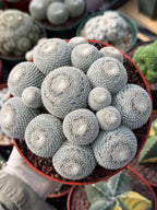 Mammillaria Perbella Cluster #427 | Rare Specimen Live Cactus