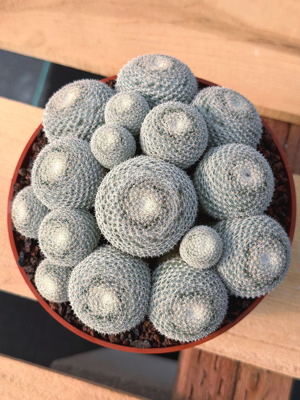 Mammillaria Perbella Cluster #427 | Rare Specimen Live Cactus