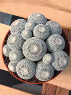 Mammillaria Perbella Cluster #427 | Rare Specimen Live Cactus