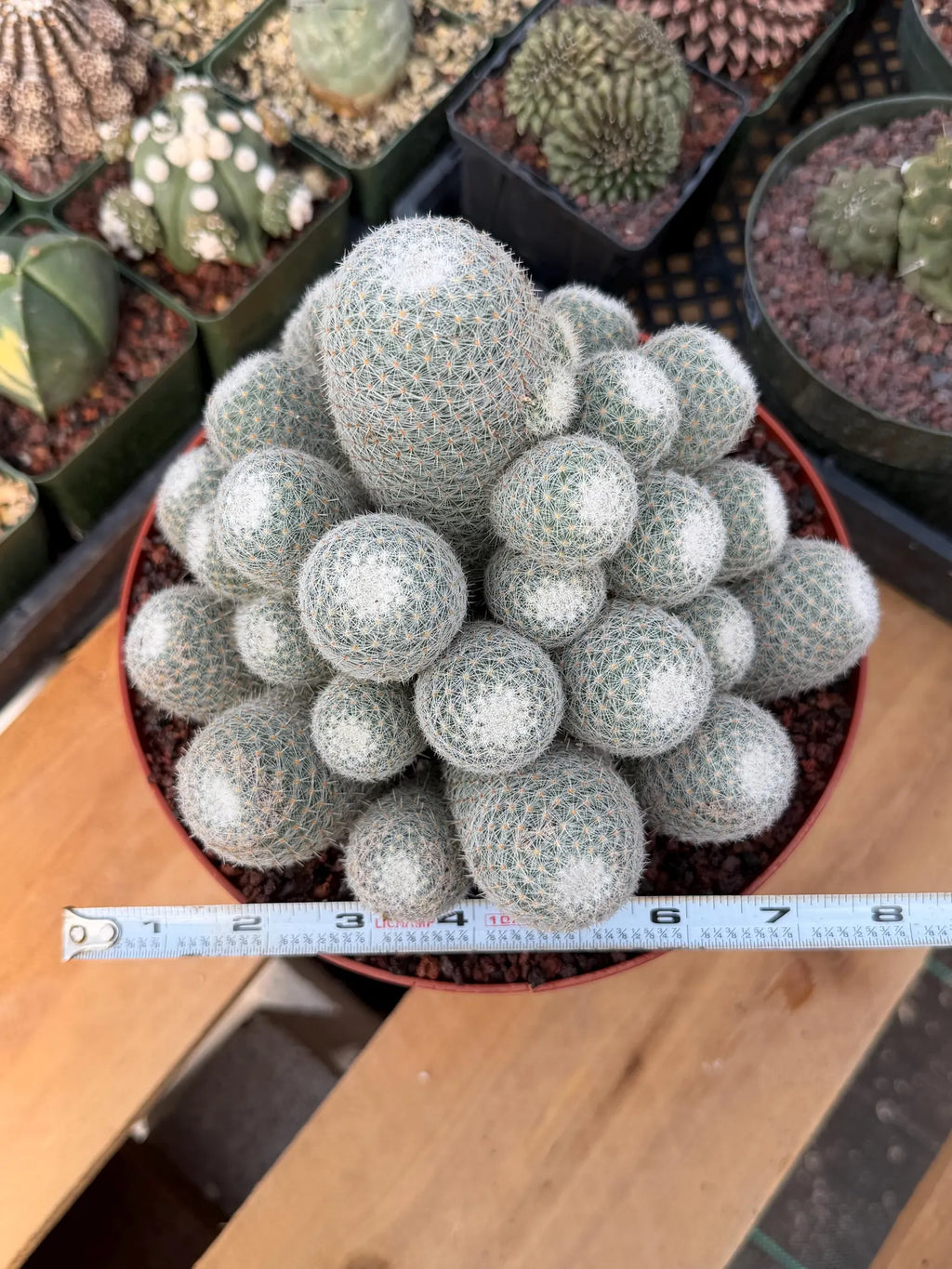 Mammillaria Geminispina Cluster | Rare Specimen Cactus #165