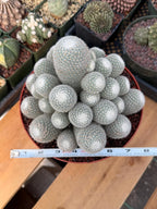 Mammillaria Geminispina Cluster | Rare Specimen Cactus #165