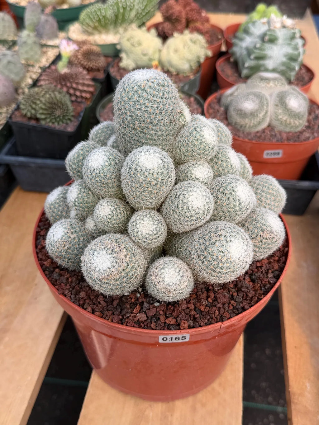 Mammillaria Geminispina Cluster | Rare Specimen Cactus #165