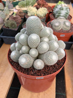 Mammillaria Geminispina Cluster | Rare Specimen Cactus #165
