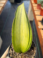 Variegated Sansevieria Bruda Rare Snake Plant – Live Houseplant #443