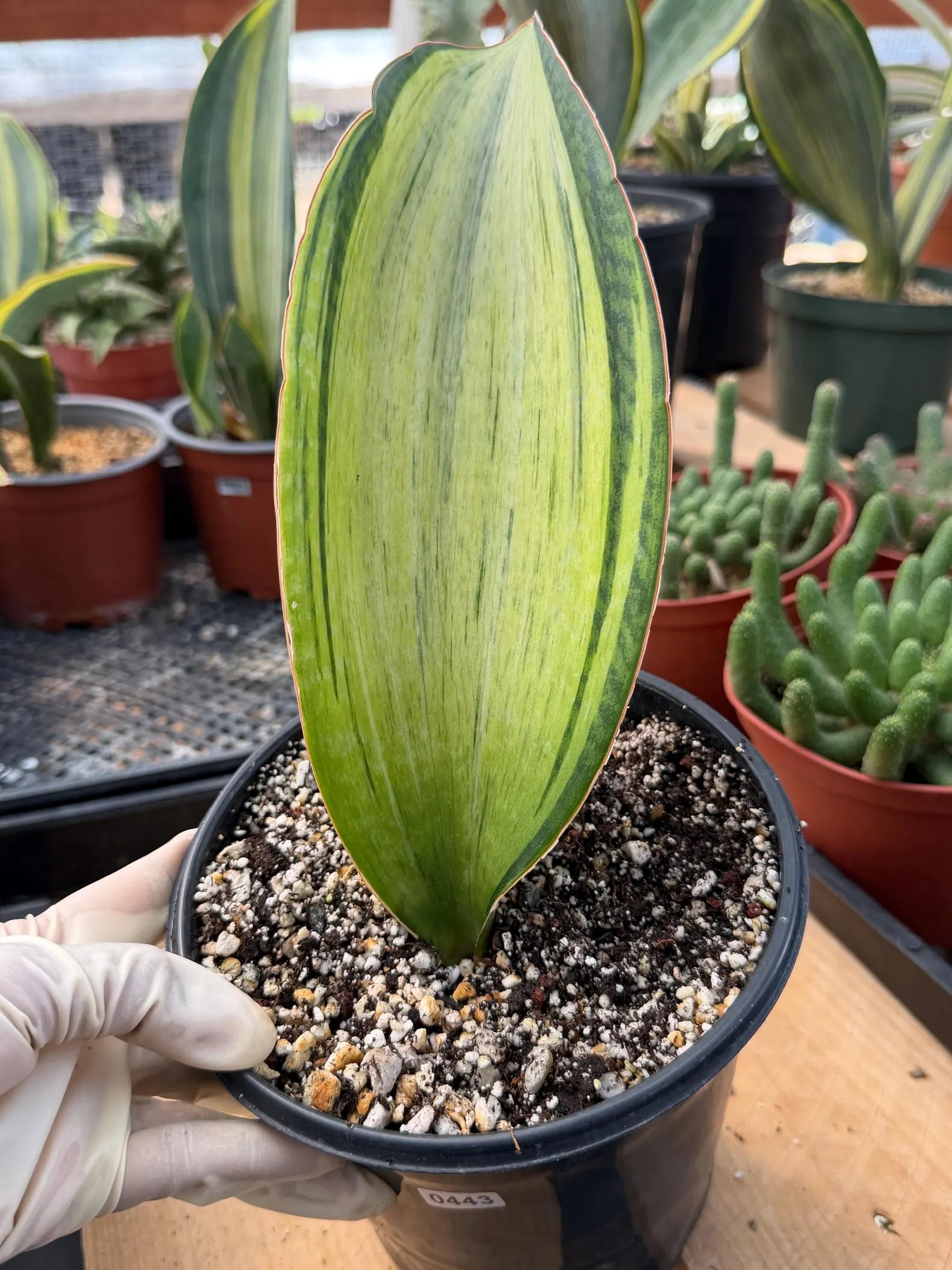 Variegated Sansevieria Bruda Rare Snake Plant – Live Houseplant #443