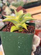 Variegated Sansevieria Pinguicula #441 | Rare Walking Snake Plant | Live Houseplant | Easy Care Succulent | Exact Plant