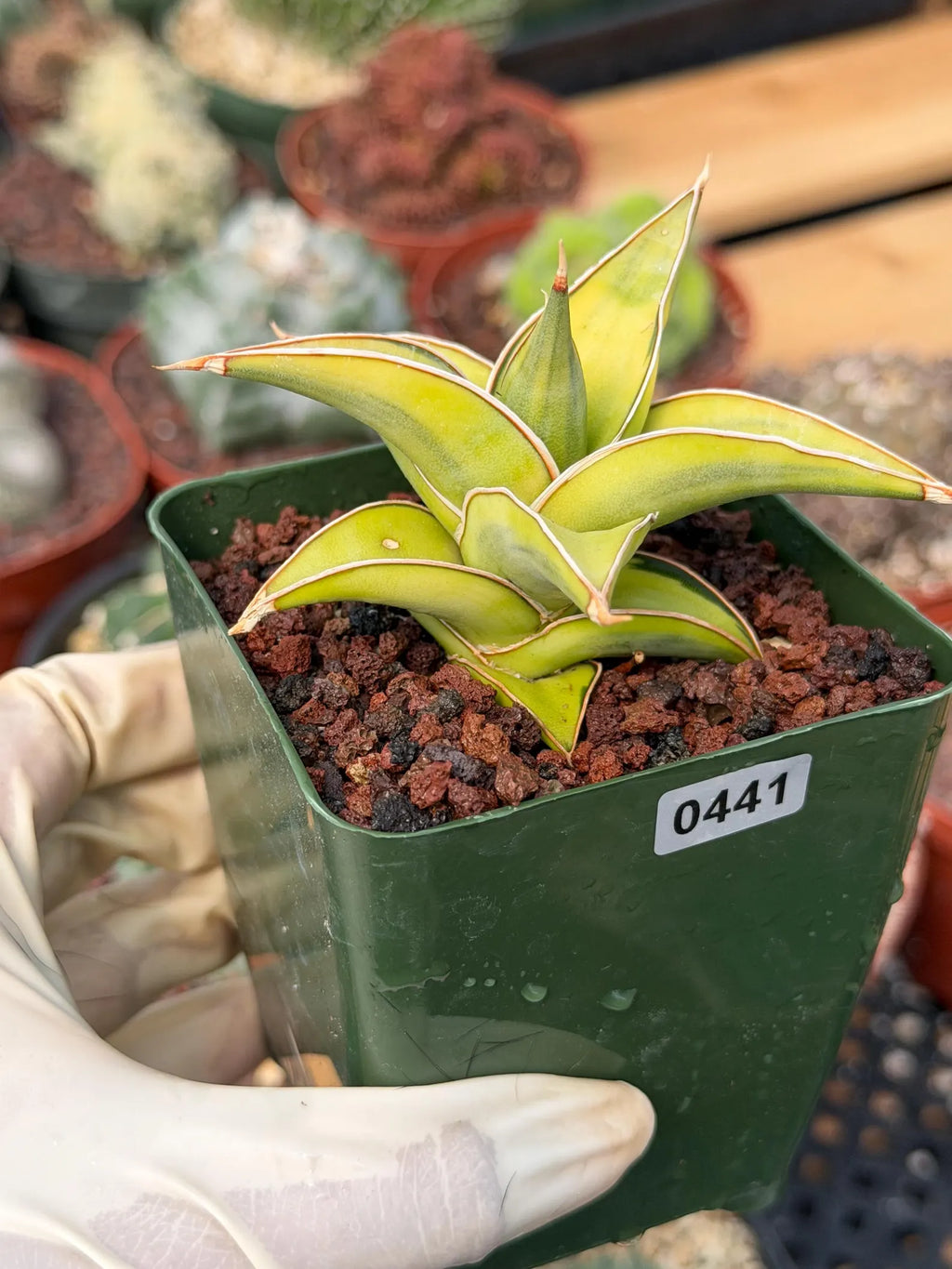 Variegated Sansevieria Pinguicula #441 | Rare Walking Snake Plant | Live Houseplant | Easy Care Succulent | Exact Plant