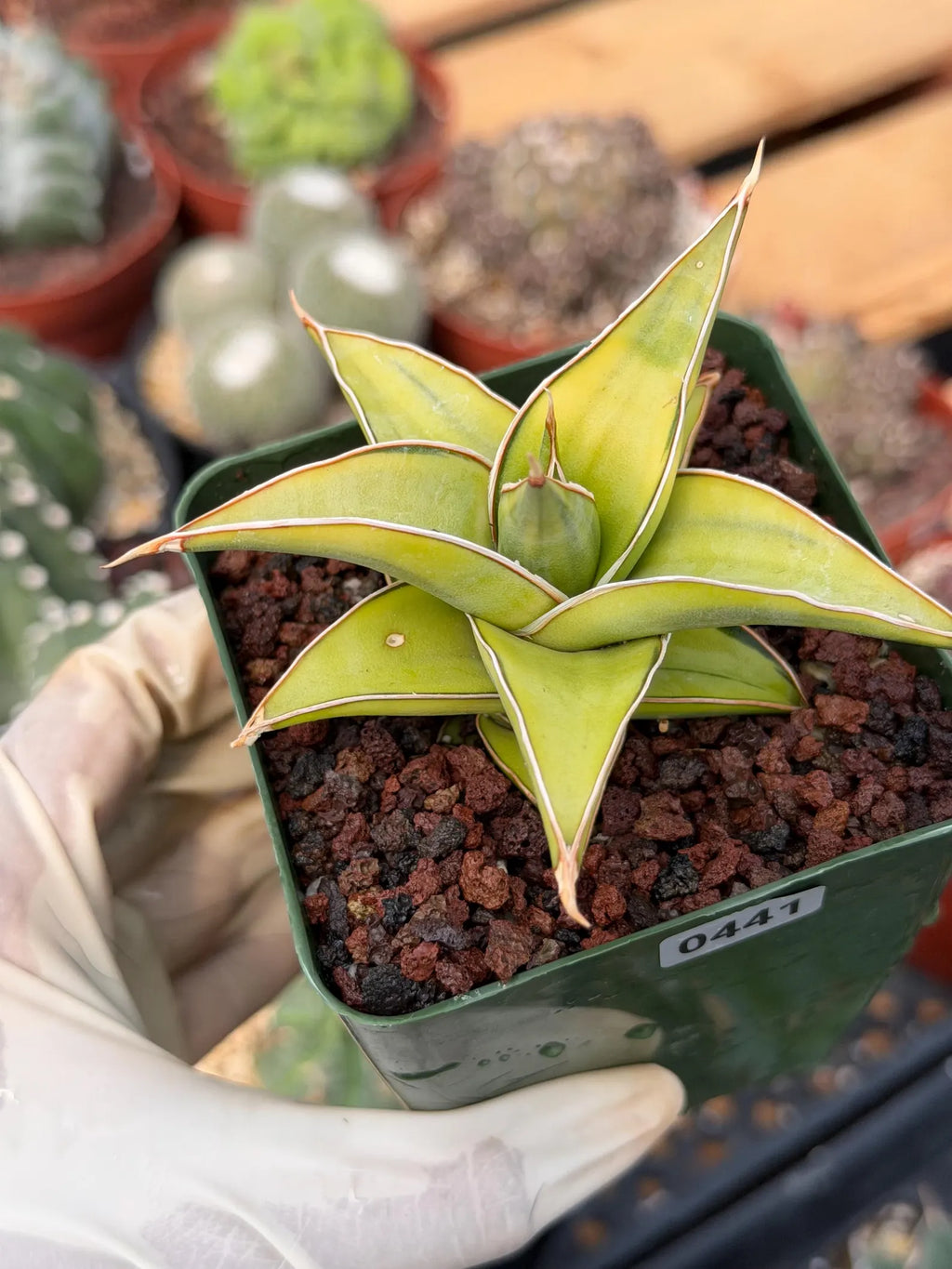 Variegated Sansevieria Pinguicula #441 | Rare Walking Snake Plant | Live Houseplant | Easy Care Succulent | Exact Plant
