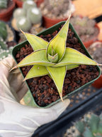 Variegated Sansevieria Pinguicula #441 | Rare Walking Snake Plant | Live Houseplant | Easy Care Succulent | Exact Plant