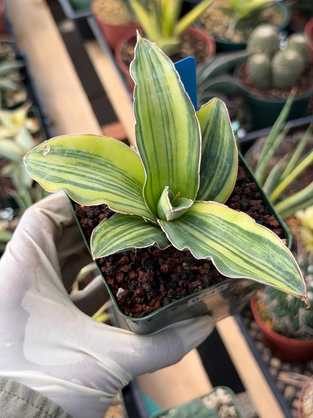 Variegated Sansevieria Blue Kew #442 | Rare Snake Plant