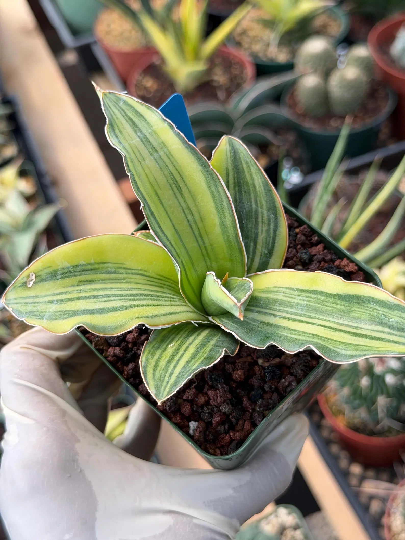 Variegated Sansevieria Blue Kew #442 | Rare Snake Plant