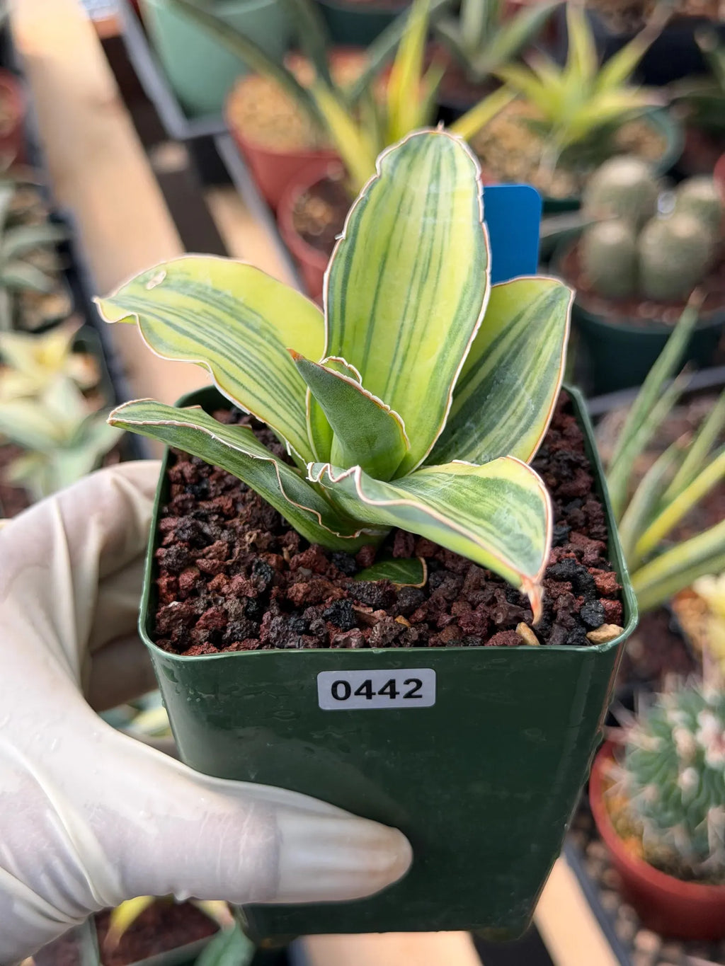 Variegated Sansevieria Blue Kew #442 | Rare Snake Plant