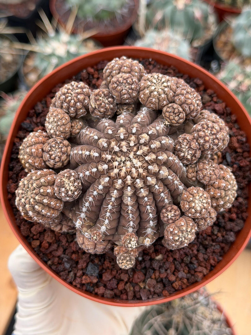 Gymnocalycium Ragonesei Cluster | Rare Live Collector Cactus #278