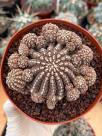 Gymnocalycium Ragonesei Cluster | Rare Live Collector Cactus #278