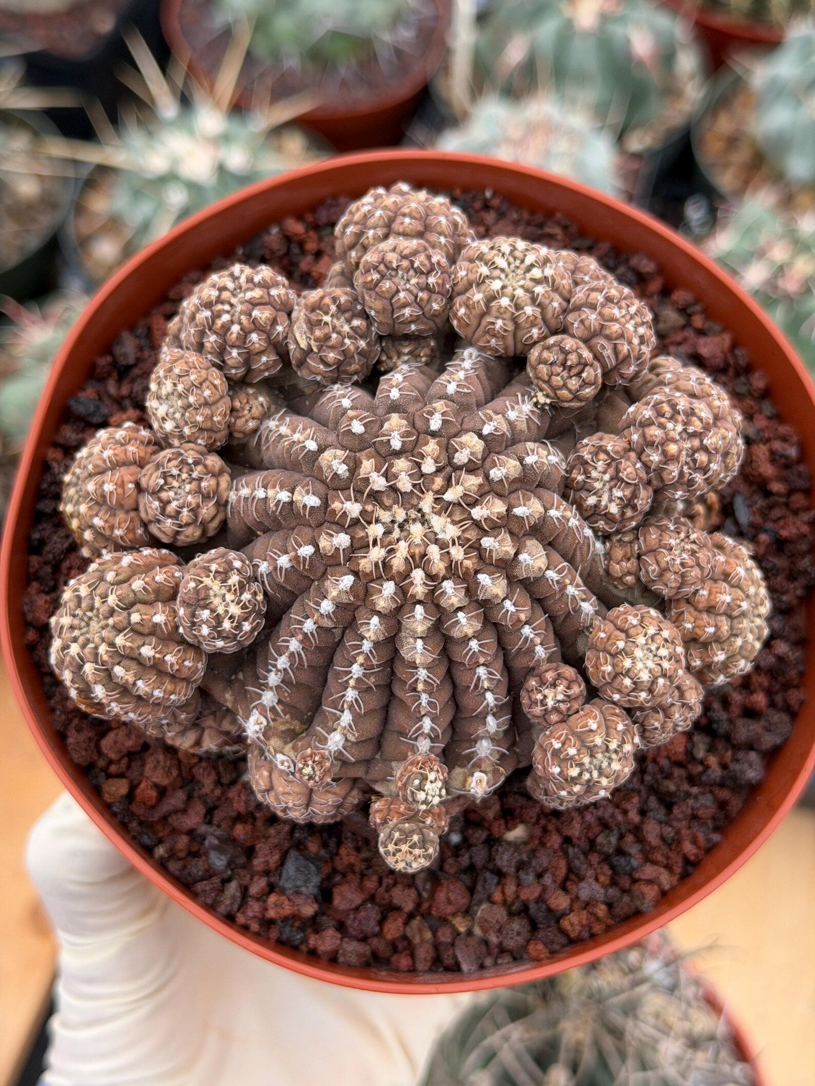 Gymnocalycium Ragonesei Cluster | Rare Live Collector Cactus #278