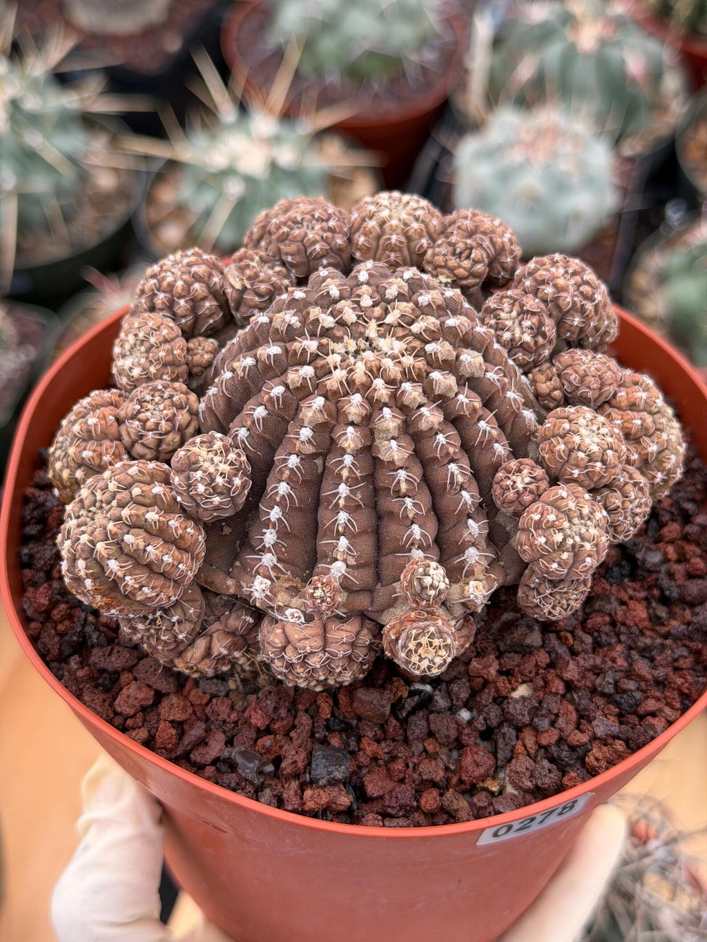 Gymnocalycium Ragonesei Cluster | Rare Live Collector Cactus #278