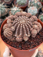Gymnocalycium Ragonesei Cluster | Rare Live Collector Cactus #278