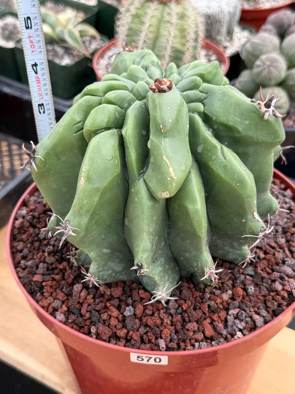 Ferocactus Horridus Brevispinus Mostruoso #570