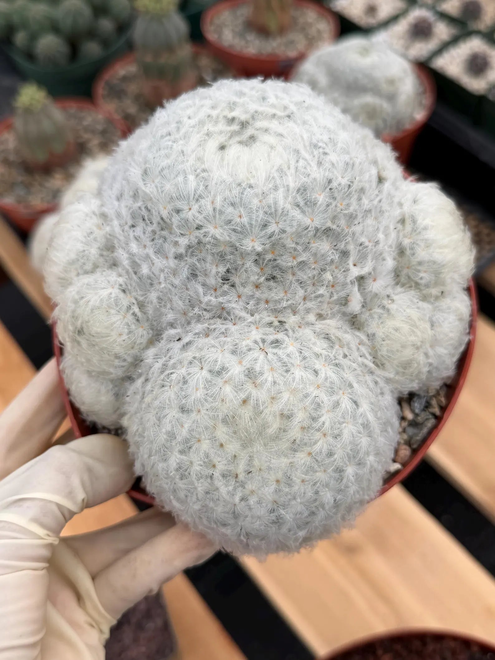 6-Inch Mammillaria Plumosa | White Fuzzy Feather Cactus