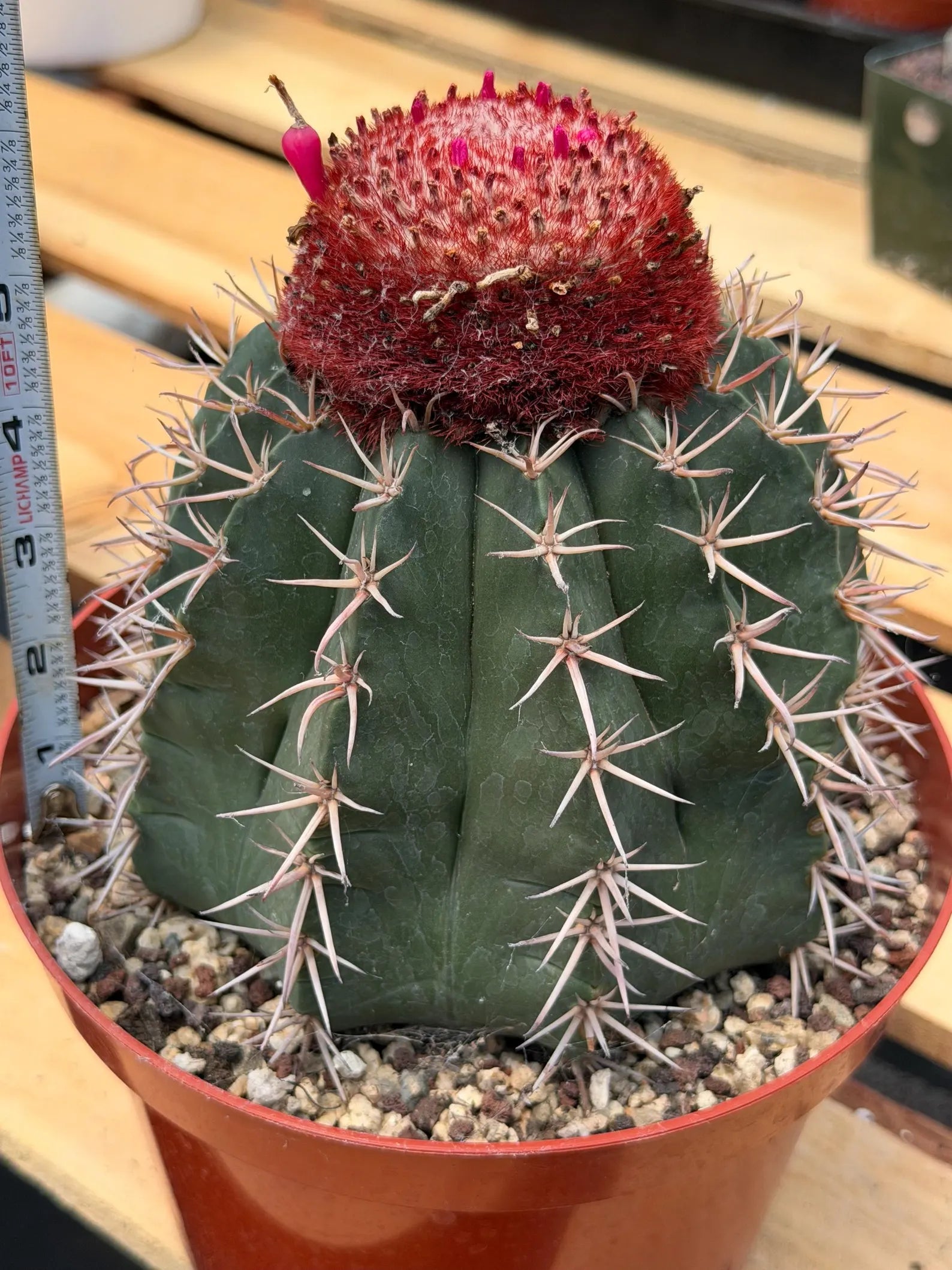 Melocactus Matanzanus | Rare Live Specimen Cactus