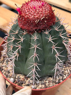Melocactus Matanzanus | Rare Live Specimen Cactus
