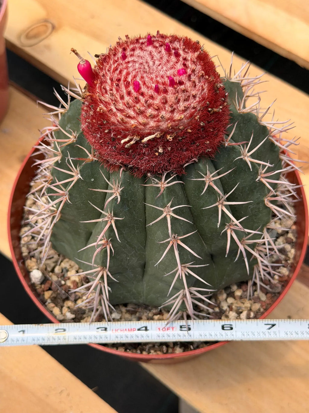 Melocactus Matanzanus | Rare Live Specimen Cactus