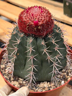 Melocactus Matanzanus | Rare Live Specimen Cactus