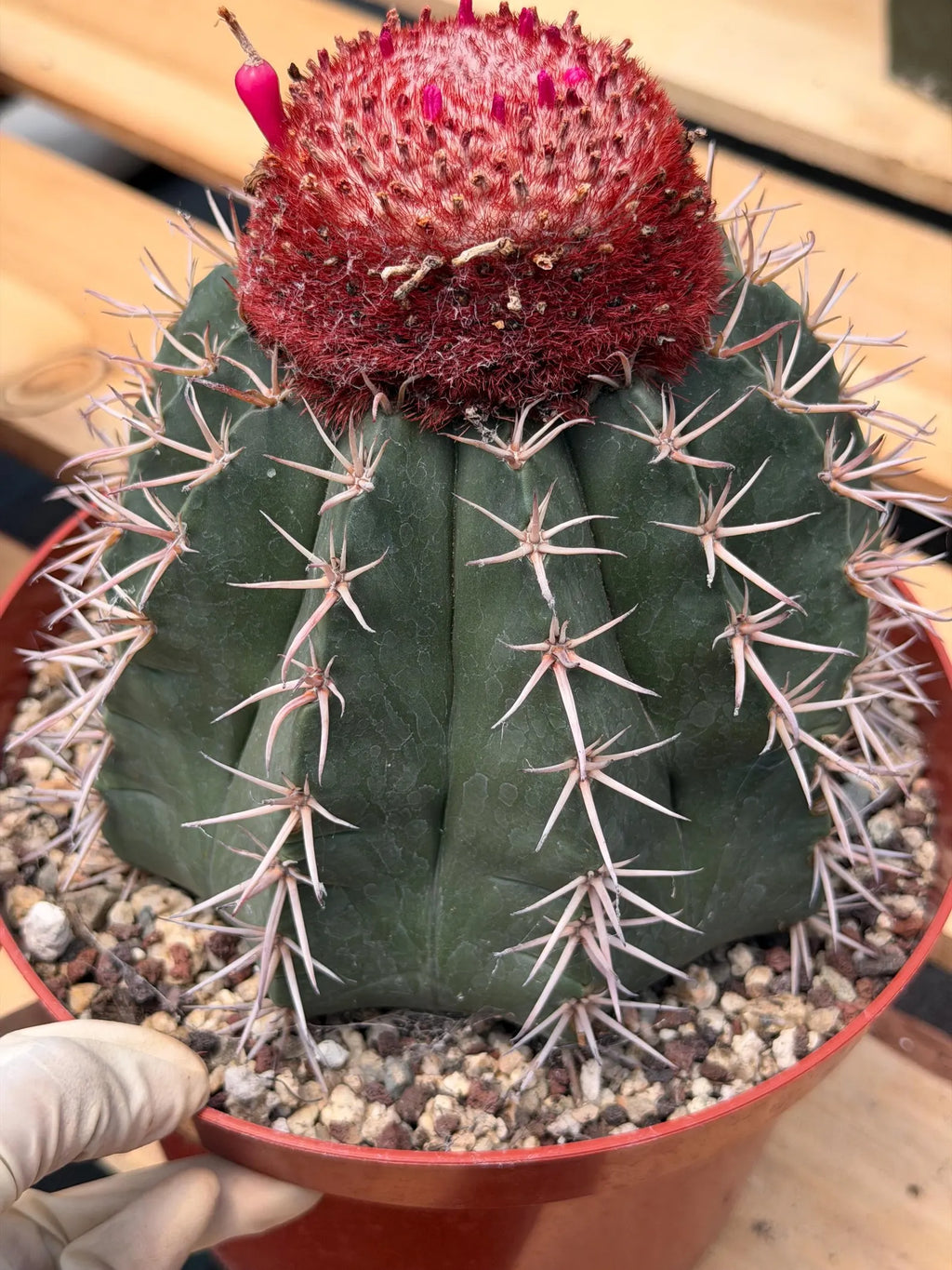 Melocactus Matanzanus | Rare Live Specimen Cactus