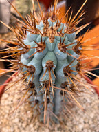 Browningia Hertlingiana Blue Cactus | Rare Blue Columnar Cactus
