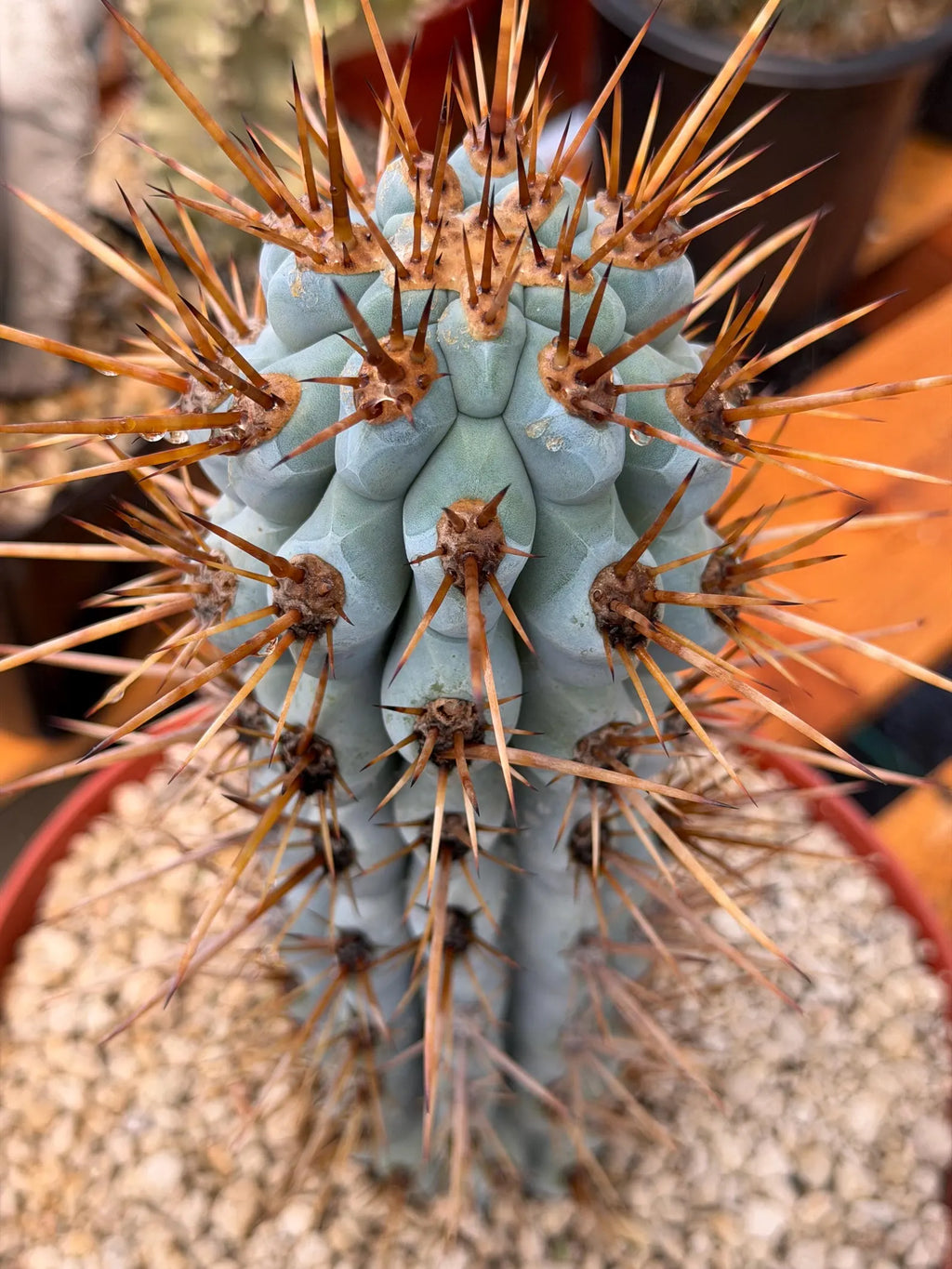 Browningia Hertlingiana Blue Cactus | Rare Blue Columnar Cactus