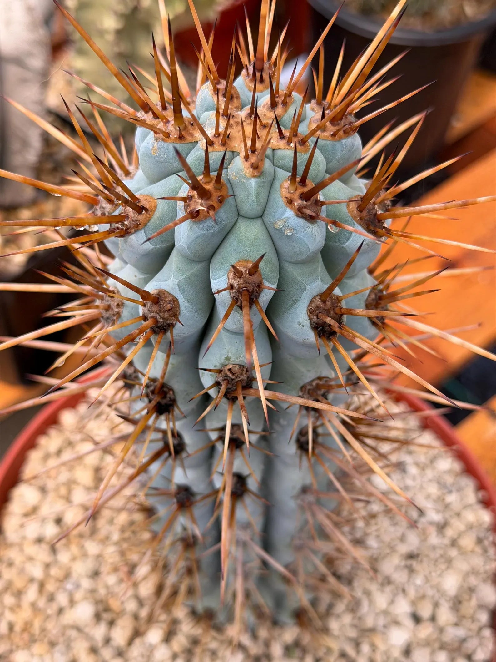 Browningia Hertlingiana Blue Cactus | Rare Blue Columnar Cactus