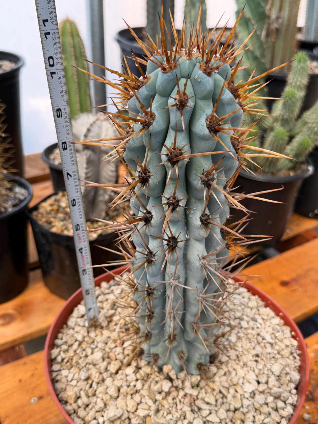Browningia Hertlingiana Blue Cactus | Rare Blue Columnar Cactus