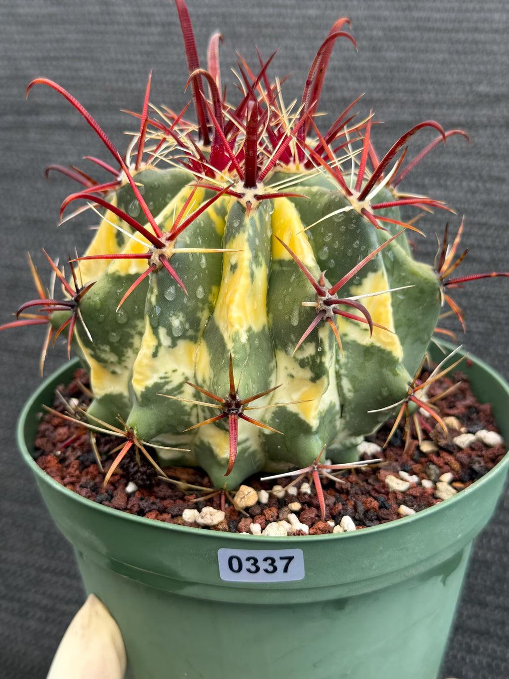 Variegated Ferocactus Gracilis #337 |