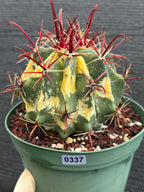Variegated Ferocactus Gracilis #337 |
