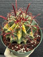Variegated Ferocactus Gracilis #337 |