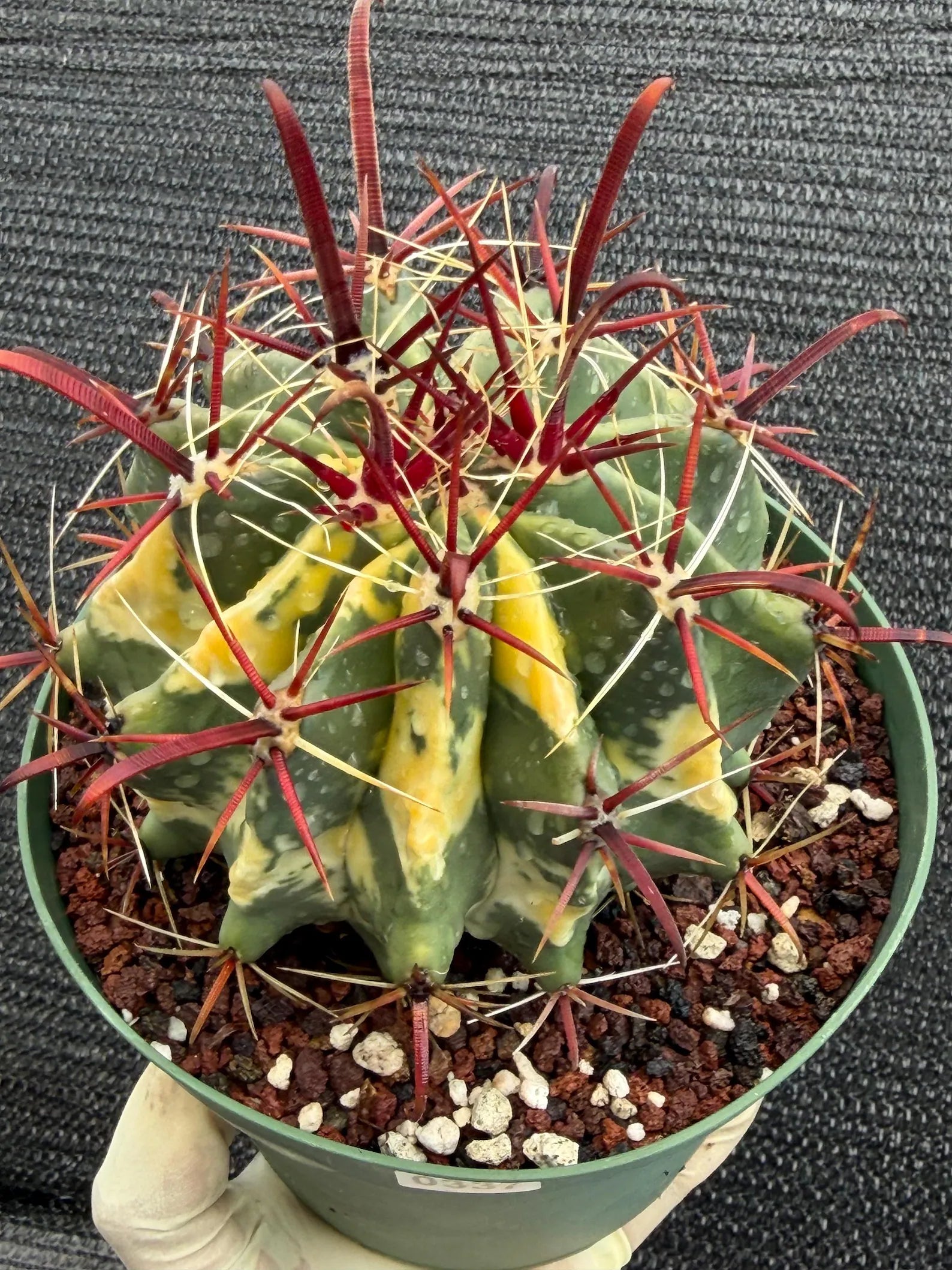 Variegated Ferocactus Gracilis #337 |