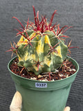 Variegated Ferocactus Gracilis #337 |