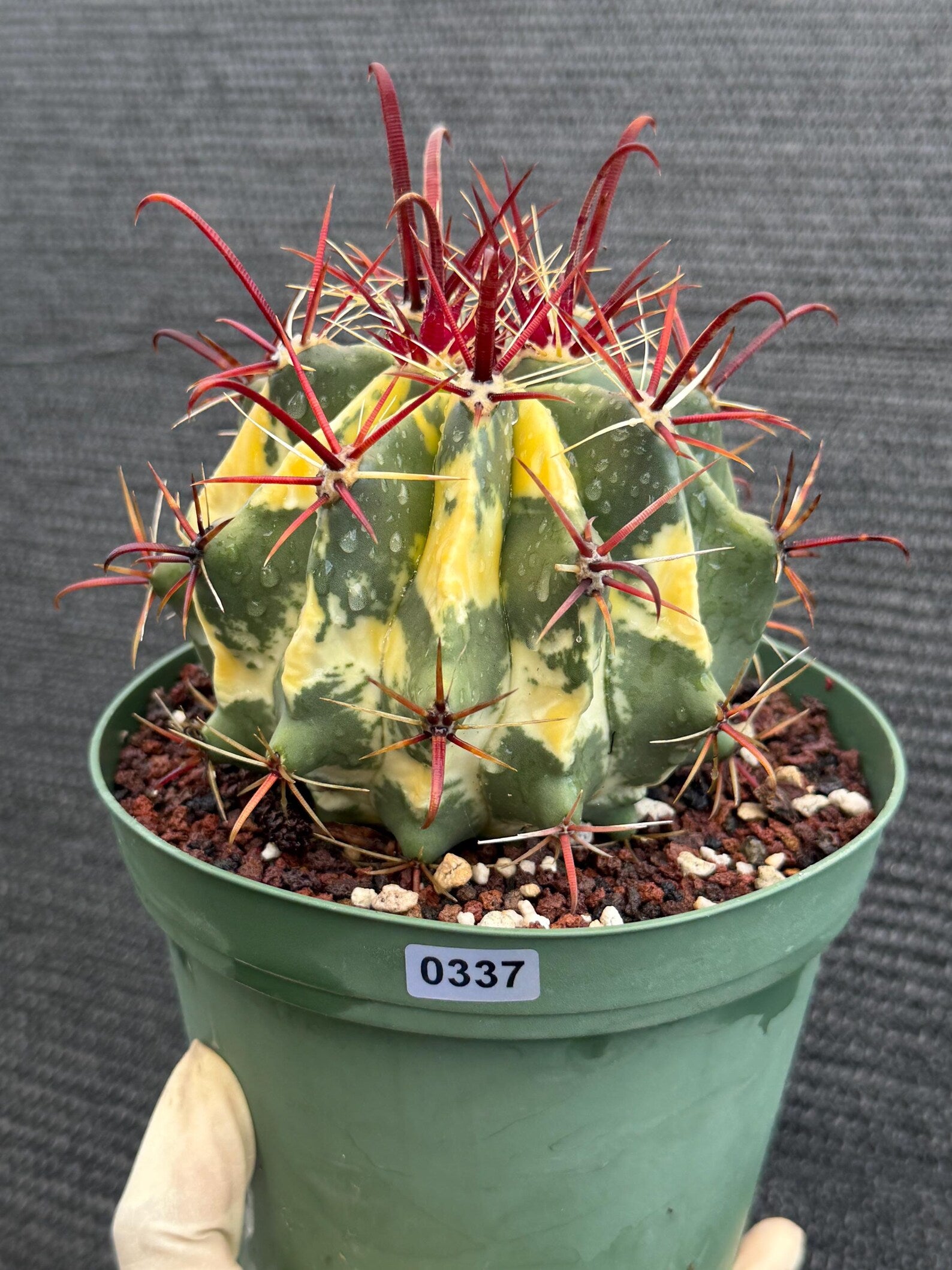 Variegated Ferocactus Gracilis #337 |