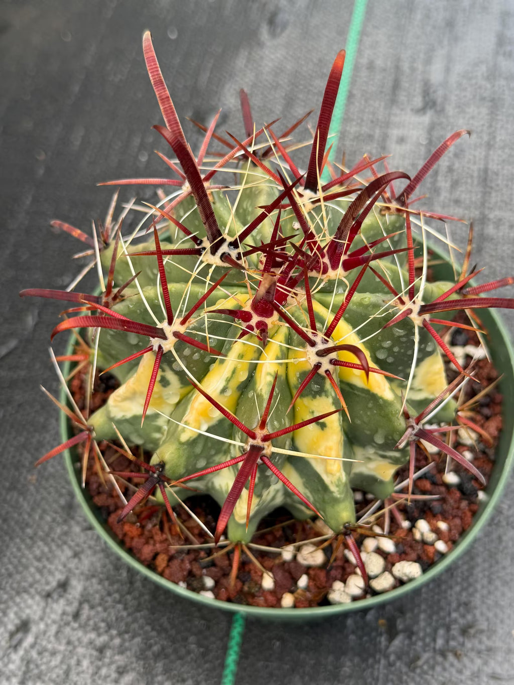 Variegated Ferocactus Gracilis #337 |