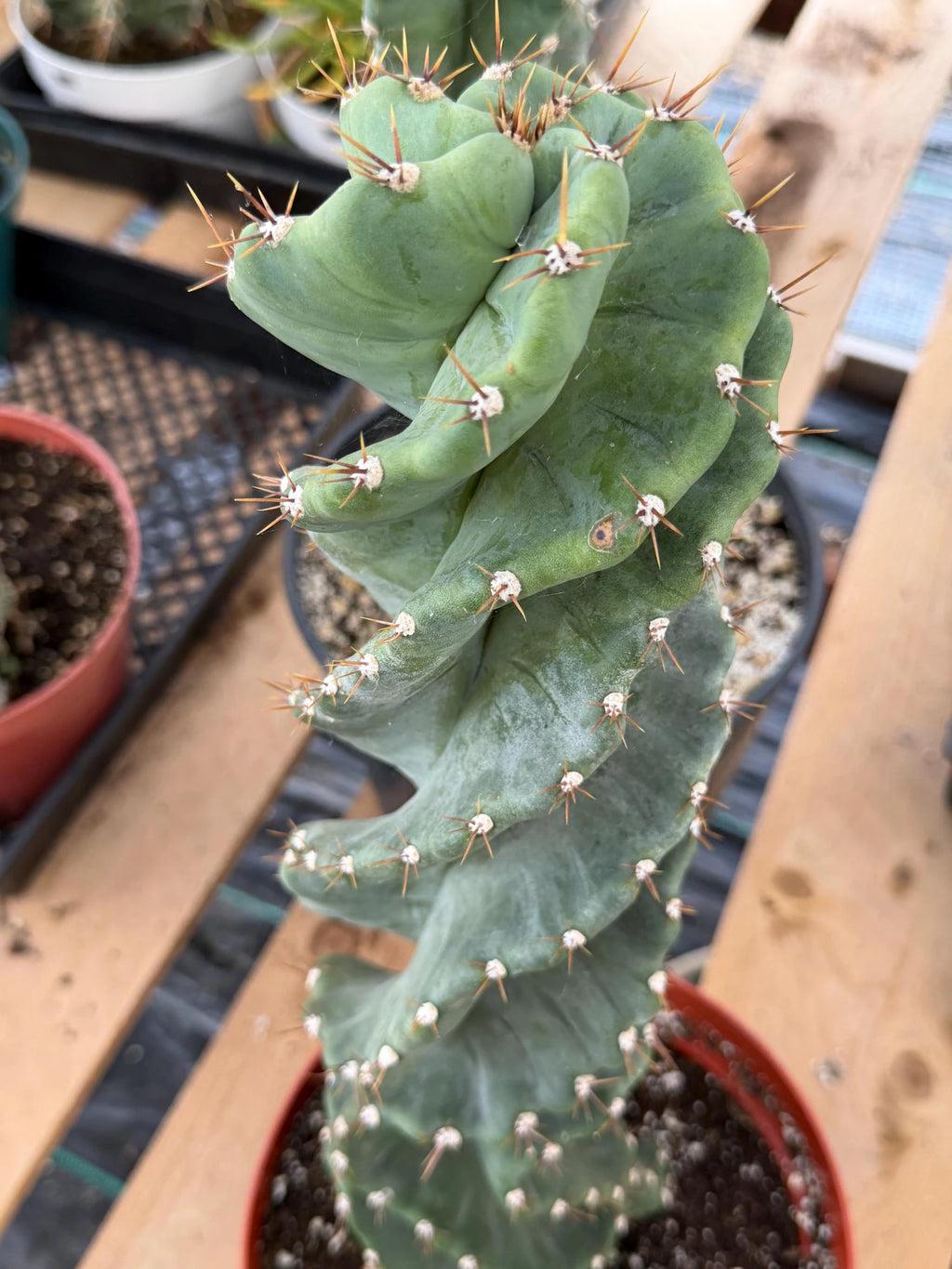 Spiral Cactus | Tall Columnar Live Cactus | Rare Collector Plant