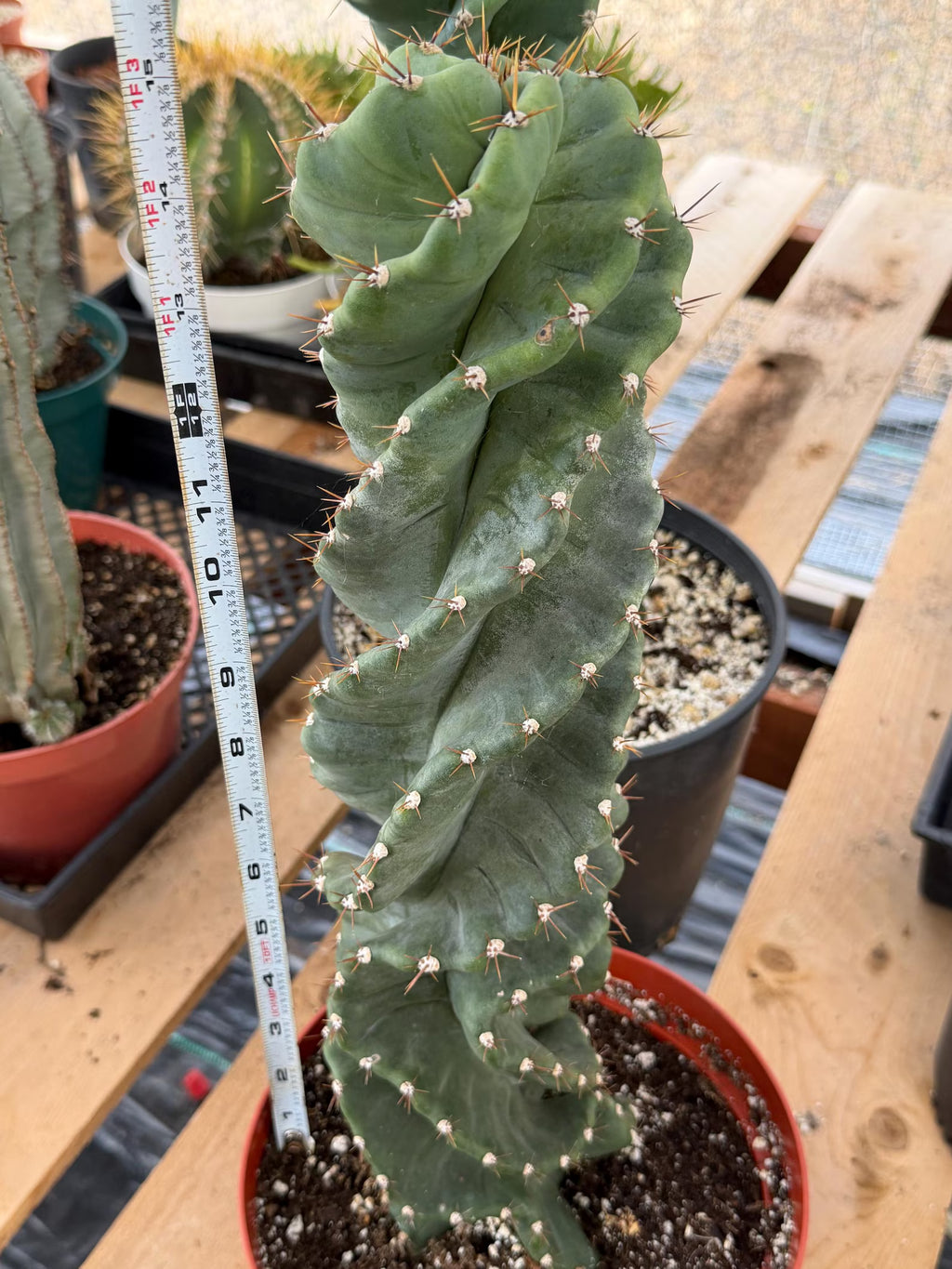 Spiral Cactus | Tall Columnar Live Cactus | Rare Collector Plant