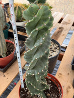 Spiral Cactus | Tall Columnar Live Cactus | Rare Collector Plant