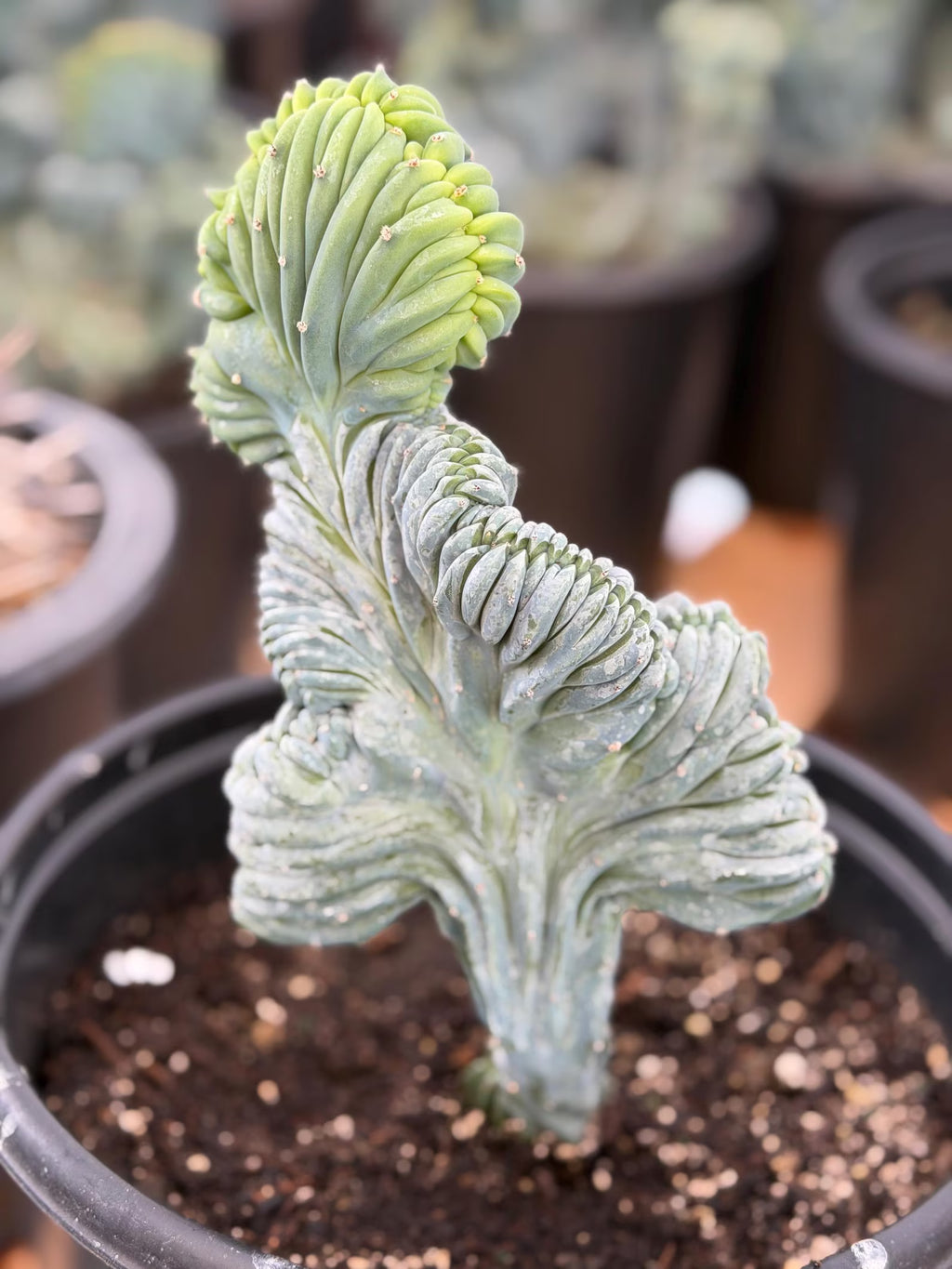Crested Blue Myrtle Cactus Easy Care Specimen Plant #554