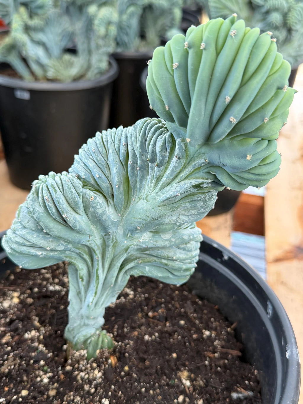 Crested Blue Myrtle Cactus Easy Care Specimen Plant #554