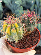 Variegated Ferocactus Gracilis | Seed Grown Rare Live Cactus | Red Spine Cactus Plant #352