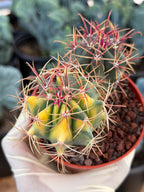 Variegated Ferocactus Gracilis | Seed Grown Rare Live Cactus | Red Spine Cactus Plant #352
