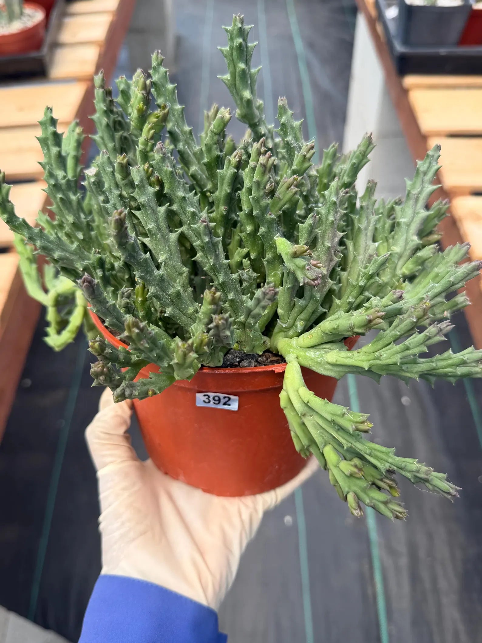 Stapelia Orbea Large Succulent | Rare Live Plant | Hanging Basket Plant #392