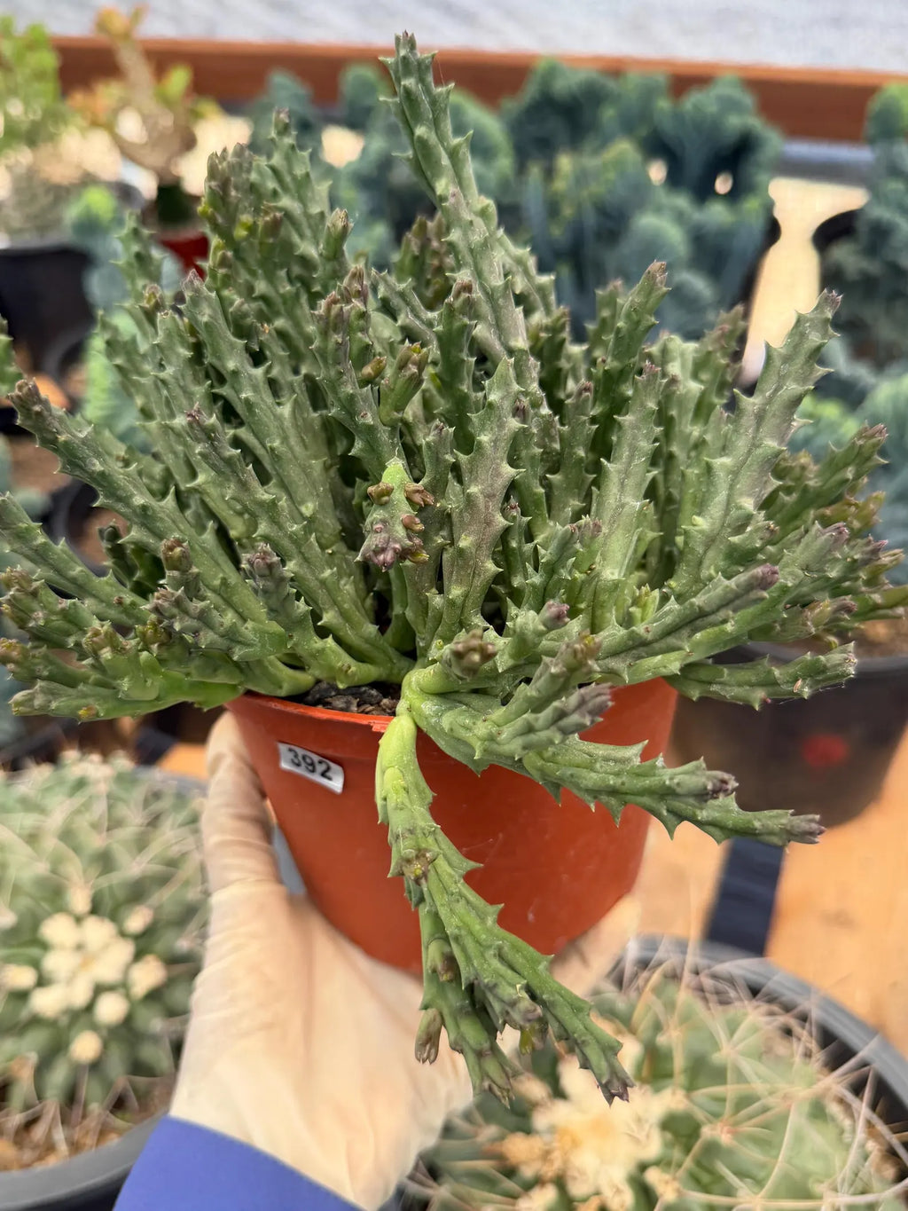 Stapelia Orbea Large Succulent | Rare Live Plant | Hanging Basket Plant #392