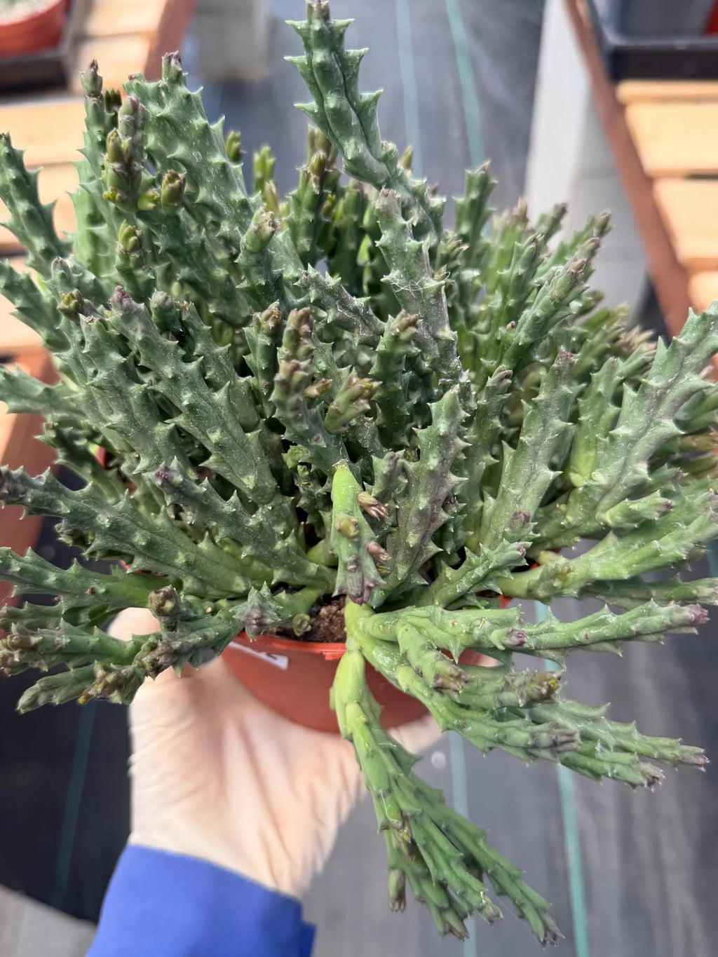 Stapelia Orbea Large Succulent | Rare Live Plant | Hanging Basket Plant #392