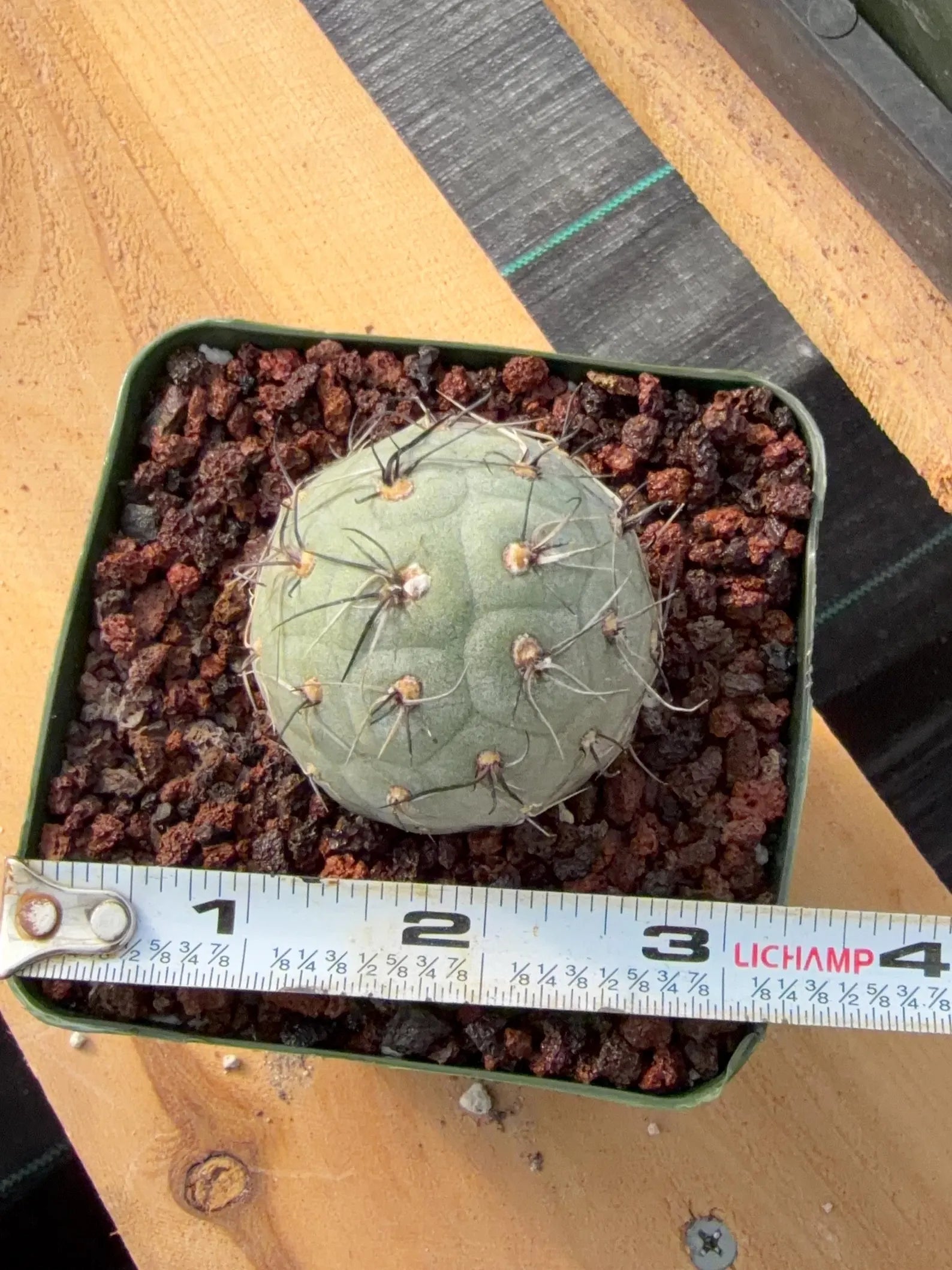 Tephrocactus Geometricus | Rooted Blue-Green Cactus | Rare Live Collector Cactus #457